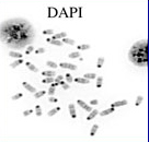 DAPI SKY.jpg